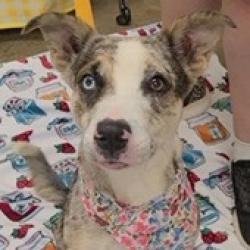 Shelter Stray Female Dog last seen , 3607 N Armenia Ave, Tampa, FL 33607, USA