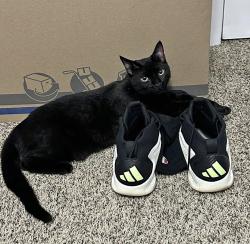 Lost Female Cat last seen Near BAINBRIDGE Ct Dallas GA 30132, Dallas, GA 30132