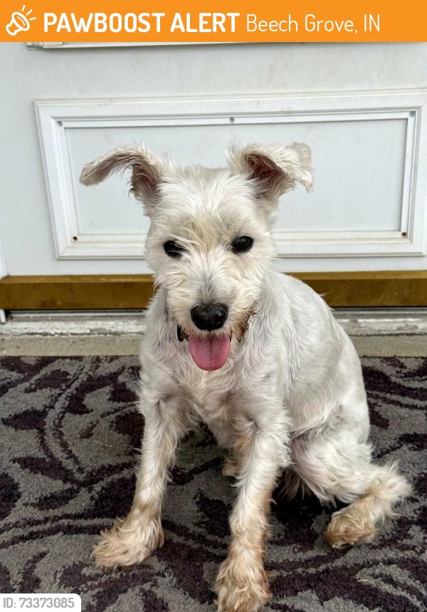 Found/Stray Female Dog last seen Ticen and Main in Beech Grove, Beech Grove, IN 46107
