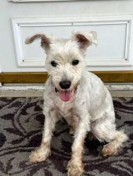 Found/Stray Female Dog last seen Ticen and Main in Beech Grove, Beech Grove, IN 46107