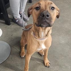 Shelter Stray Female Dog last seen , 3607 N Armenia Ave, Tampa, FL 33607, USA