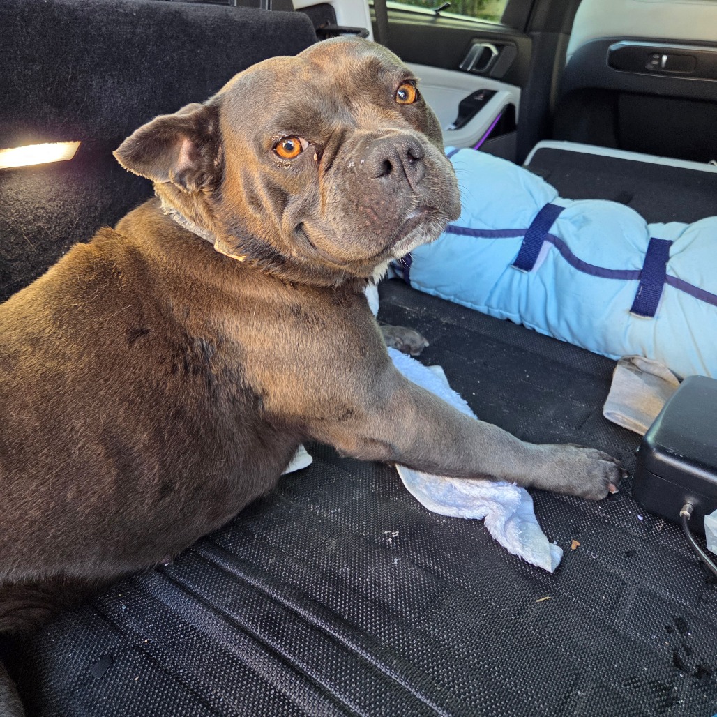 Shelter Stray Female Dog last seen , 361 S Raymond Ave, Pasadena, CA 91105, USA