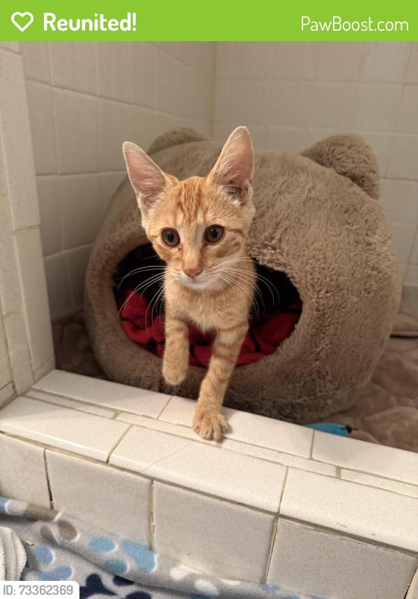 Reunited Male Cat last seen Hahiah trail near Wilson field, Medford, NJ 08055