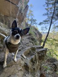 Lost Male Dog last seen Near S Cathay St near a ramp, Aurora, CO 80017