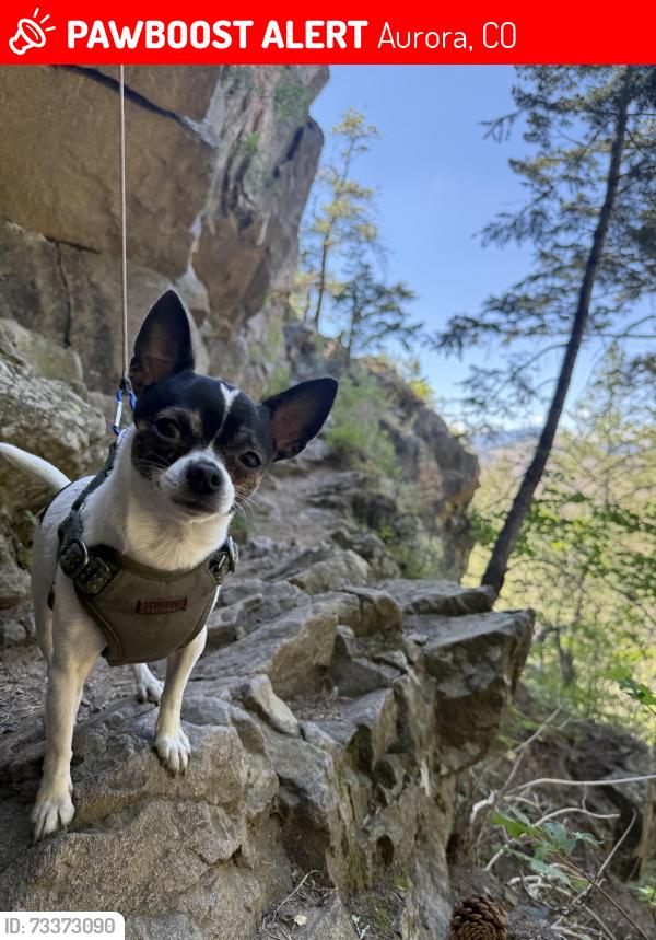 Lost Male Dog last seen Near S Cathay St near a ramp, Aurora, CO 80017
