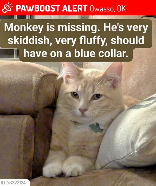Lost Male Cat last seen N 101ST EAST AVE, E 95th St N, Owasso, OK 74055