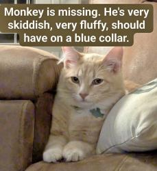 Lost Male Cat last seen N 101ST EAST AVE, E 95th St N, Owasso, OK 74055
