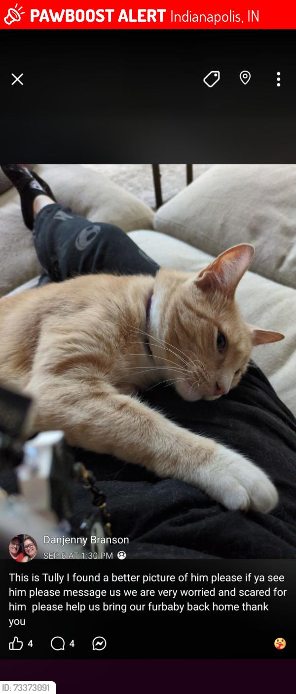 Lost Male Cat last seen West Glen Mobile Home Community, Indianapolis, IN 46234