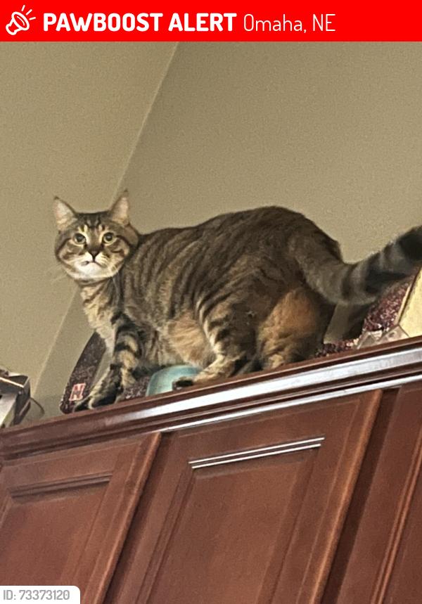 Lost Female Cat last seen 152nd and Jefferson near Millard South High School, Omaha, NE 68137