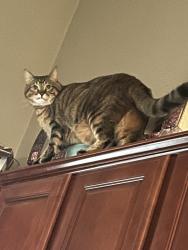 Lost Female Cat last seen 152nd and Jefferson near Millard South High School, Omaha, NE 68137