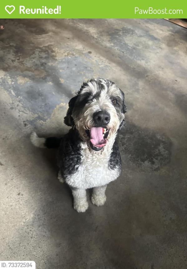 Reunited Male Dog last seen S Columbia Ave between Dale Ave and Bryden Rd in Bexley Ohio, Bexley, OH 43209