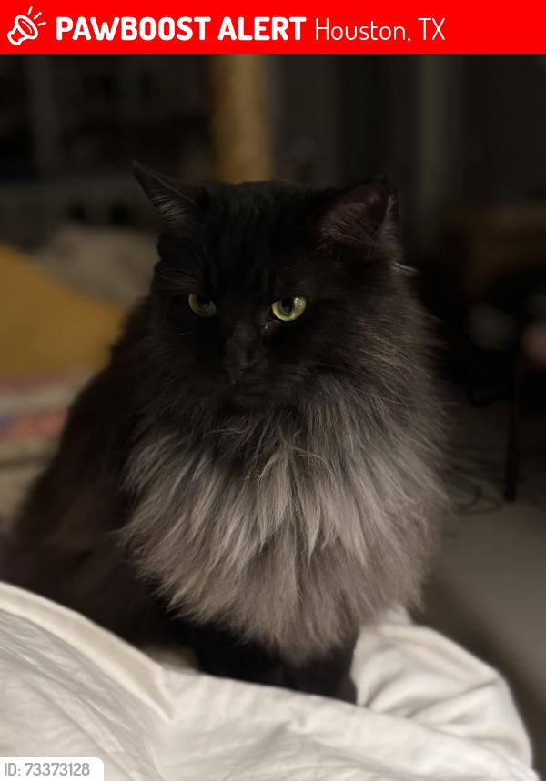 Lost Male Cat last seen Glennshannon and Plum Hollow, Houston, TX 77099