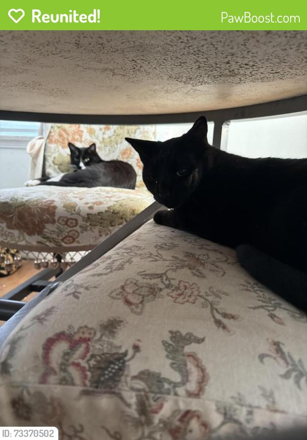 Reunited Male Cat last seen Litchfield daggett, Long Beach, CA 90815