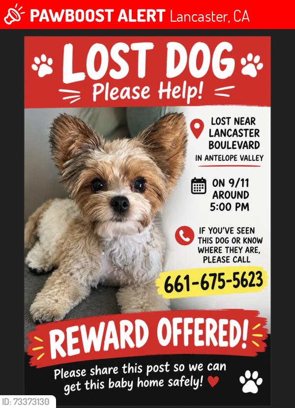 Lost Male Dog last seen Lancaster blvd, Lancaster, CA 93536