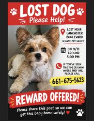 Lost Male Dog last seen Lancaster blvd, Lancaster, CA 93536