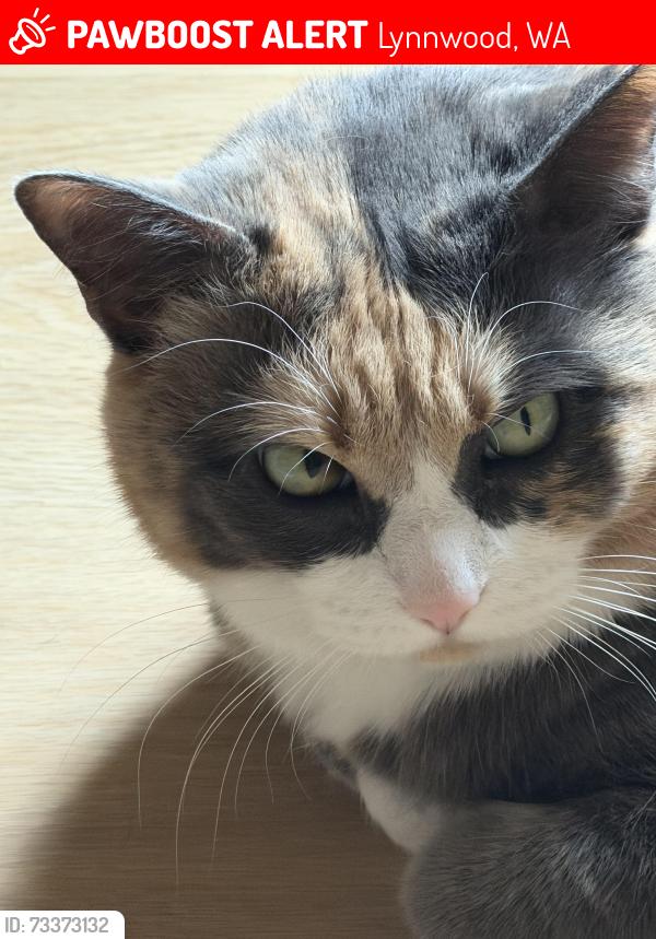 Lost Female Cat last seen Near 204th pl sw, Lynnwood WA, Lynnwood, WA 98036