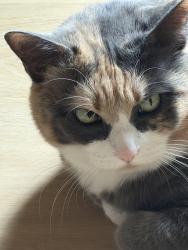 Lost Female Cat last seen Near 204th pl sw, Lynnwood WA, Lynnwood, WA 98036