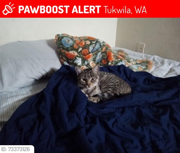 Lost Female Cat last seen 132nd and Tukwila International Blvd, Tukwila, WA 98168
