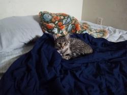 Lost Female Cat last seen 132nd and Tukwila International Blvd, Tukwila, WA 98168