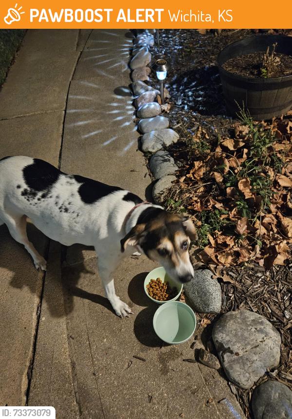 Found/Stray Female Dog last seen Menlo and George Washington Drive, Wichita, KS 67211