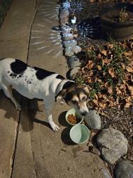 Found/Stray Female Dog last seen Menlo and George Washington Drive, Wichita, KS 67211