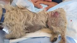 Reunited Male Dog last seen South Rowan Ave. And Verona St., East Los Angeles, CA 90023