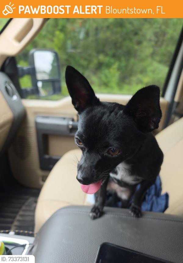 Found/Stray Female Dog last seen NW Magnolia Church Rd., Blountstown, FL 32424