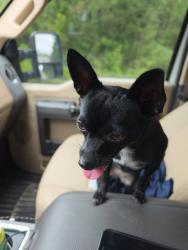 Found/Stray Female Dog last seen NW Magnolia Church Rd., Blountstown, FL 32424