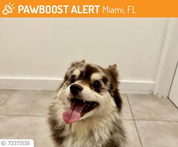 Found/Stray Female Dog last seen Chipotle, Miami, FL 33137