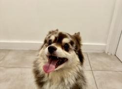 Found/Stray Female Dog last seen Chipotle, Miami, FL 33137