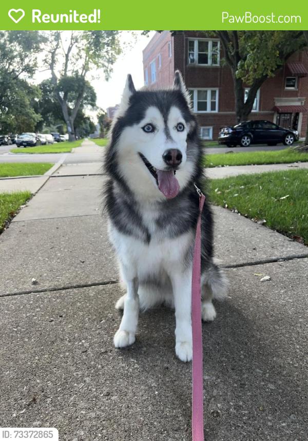 Reunited Female Dog last seen Grace and Leclaire, Chicago, IL 60641