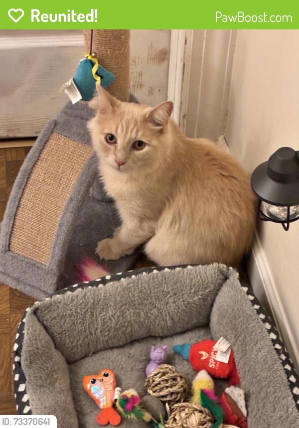 Reunited Female Cat last seen Brown Street and Morgan Avenue and Morgan Ave and Maple Ave, Yardley, PA 19067