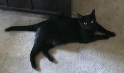 Reunited Female Cat last seen 137th and 59th sve se, everett wa, Everett, WA 98208