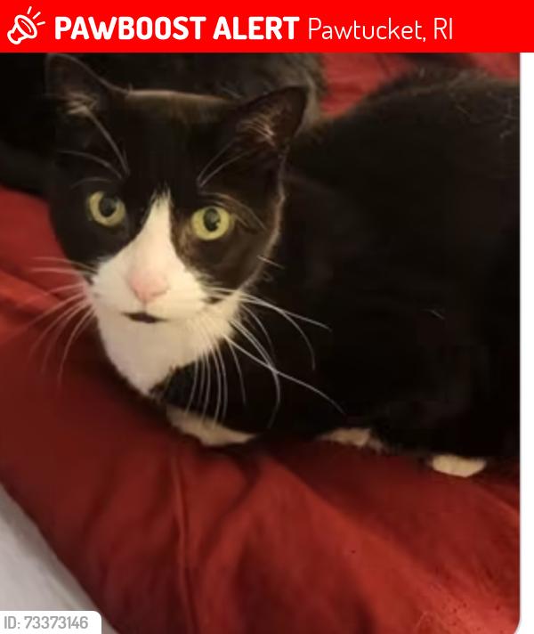 Lost Female Cat last seen Beverage hill, newport ave, Pawtucket, RI 02861