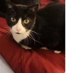 Lost Female Cat last seen Beverage hill, newport ave, Pawtucket, RI 02861