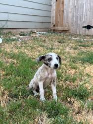 Found/Stray Female Dog last seen Sutton Farms Neighborhood 78222, San Antonio, TX 78222
