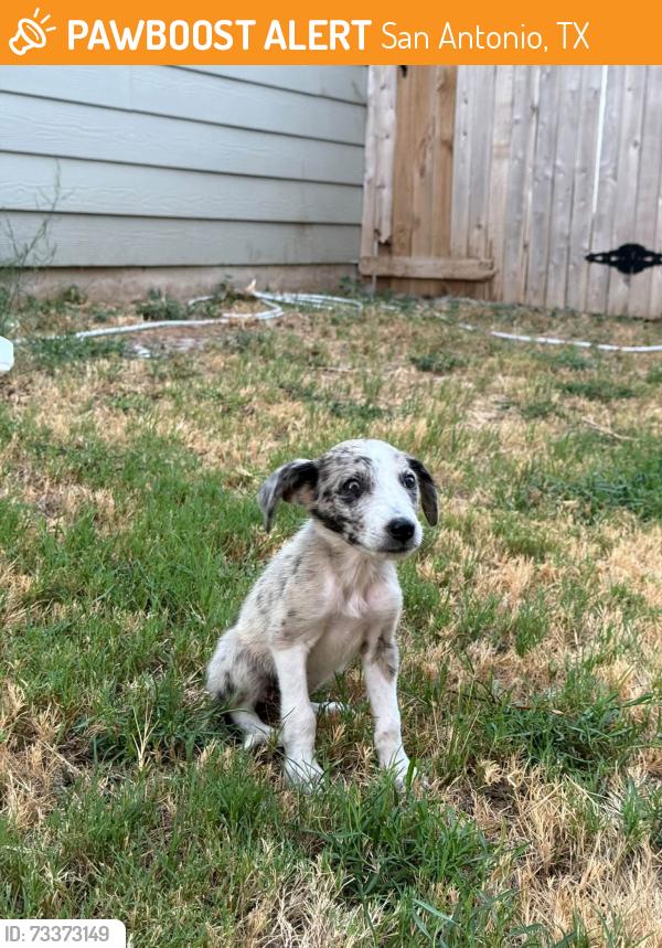 Found/Stray Female Dog last seen Sutton Farms Neighborhood 78222, San Antonio, TX 78222