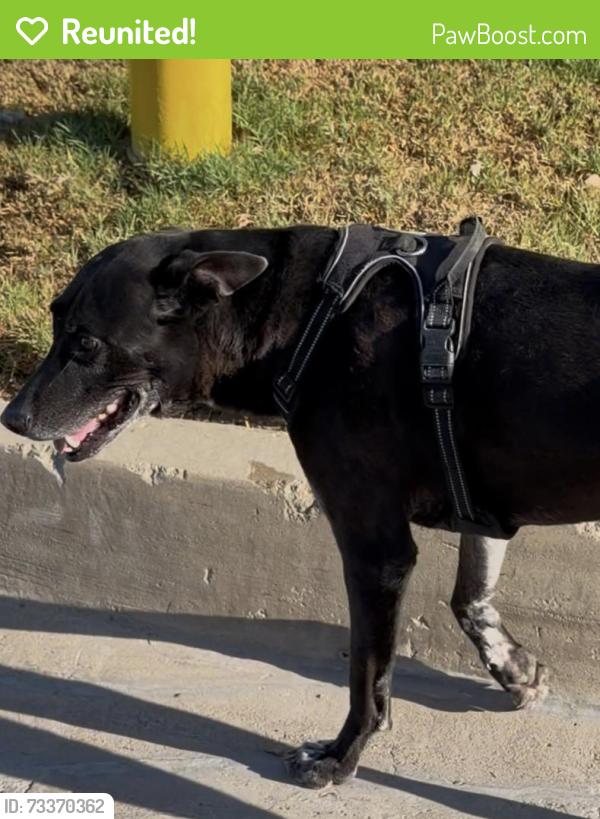 Reunited Unknown Dog last seen Eton Drive & Holly near Terrace View school, Grand Terrace, CA 92313