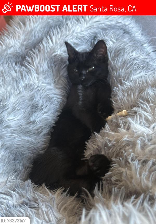 Lost Female Cat last seen Calistoga Rd., Santa Rosa, CA 95409