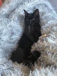 Lost Female Cat last seen Calistoga Rd., Santa Rosa, CA 95409