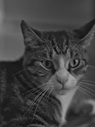 Lost Male Cat last seen dennis street, Lakemba, NSW 2195
