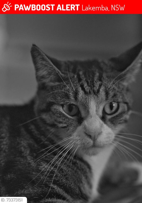 Lost Male Cat last seen dennis street, Lakemba, NSW 2195