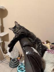 Reunited Female Cat last seen Dronfield and Pierce and Terra Bella, Los Angeles, CA 91331