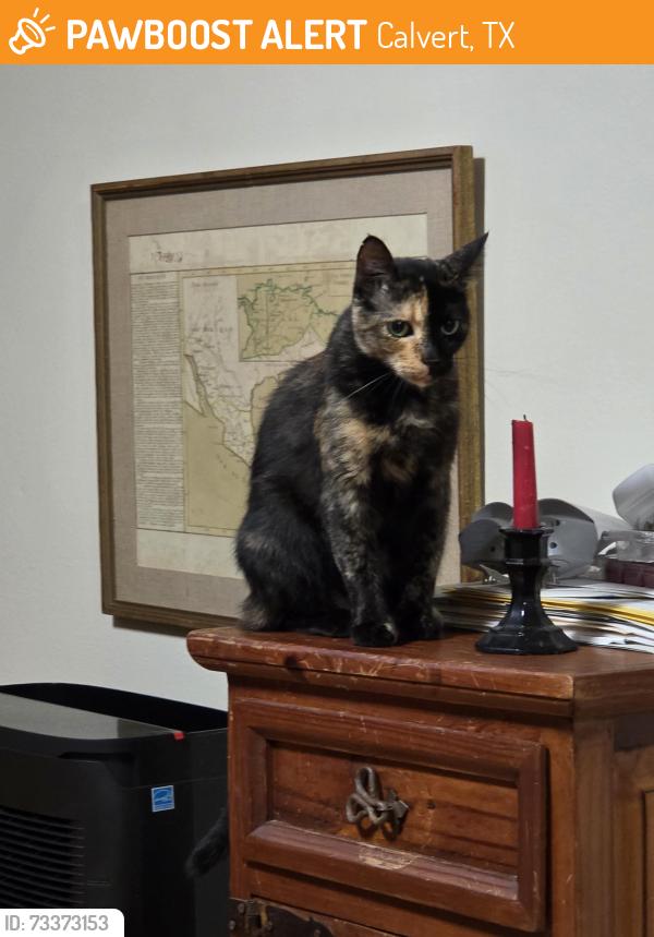 Found/Stray Female Cat last seen home, Calvert, TX 77837