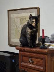 Found/Stray Female Cat last seen home, Calvert, TX 77837