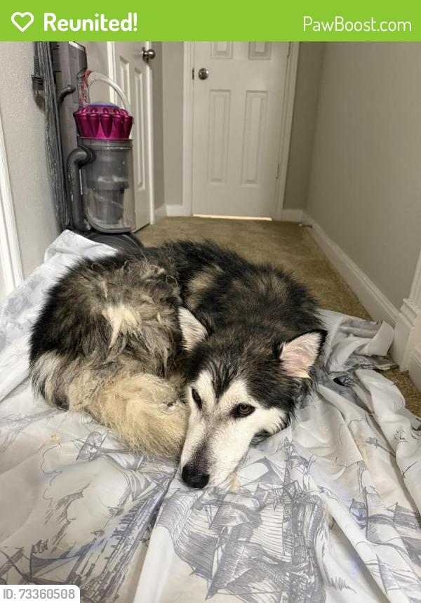 Reunited Male Dog last seen Hongkong City Mall, Wilcrest, Houston, TX 77072