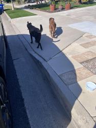 Found/Stray Unknown Dog last seen Levelside Ave/Warwood, Lakewood, CA 90712
