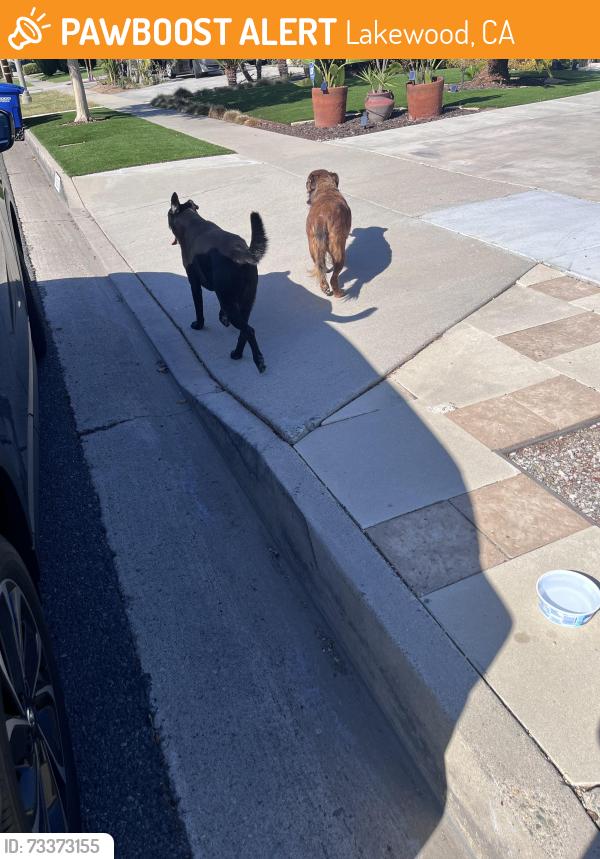 Found/Stray Unknown Dog last seen Levelside Ave/Warwood, Lakewood, CA 90712