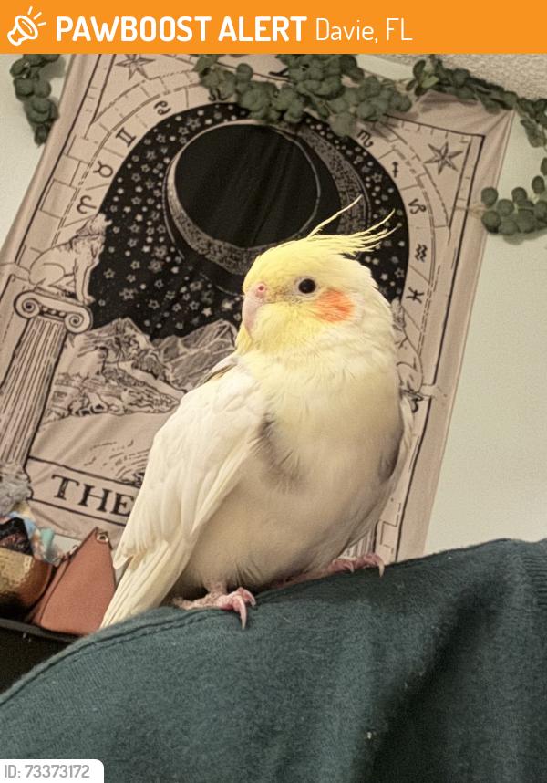 Found/Stray Male Bird last seen near university and griffin road, Davie, FL 33314