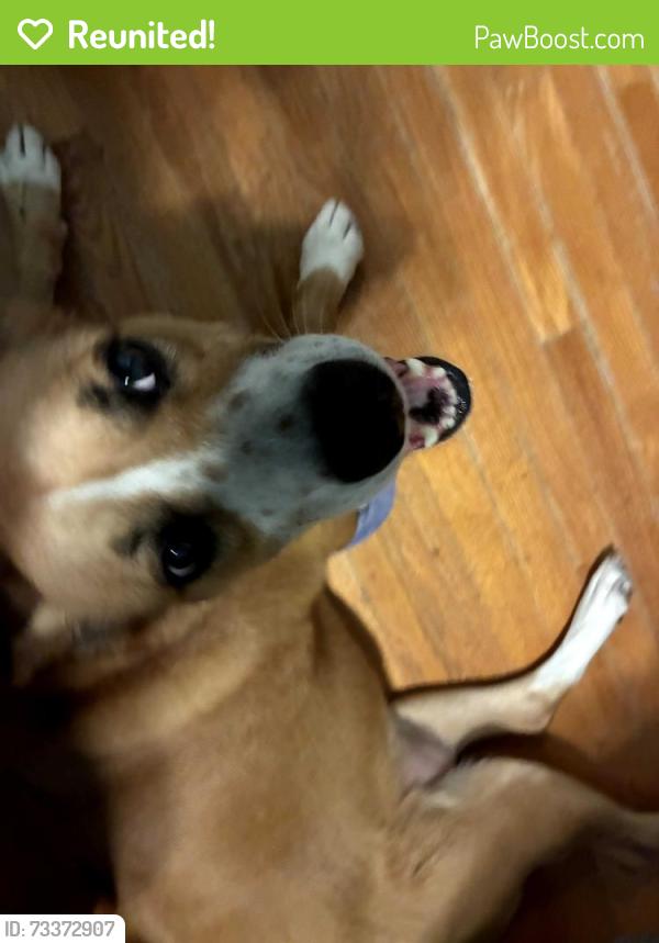 Reunited Female Dog last seen Johnston blvd, Asheville, NC 28806